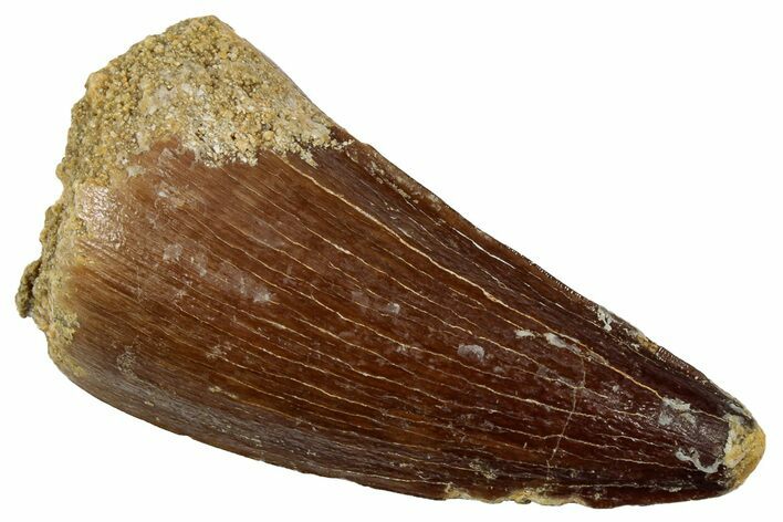 Fossil Mosasaur (Thalassotitan) Tooth - Morocco #333060